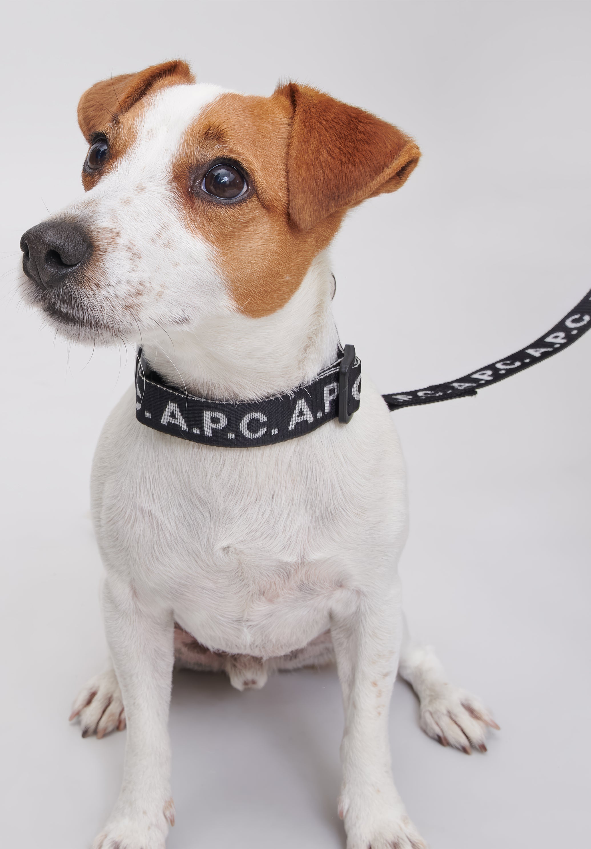 A.P.C. Toutou Logo Hundehalsband Schwarz T1 T2