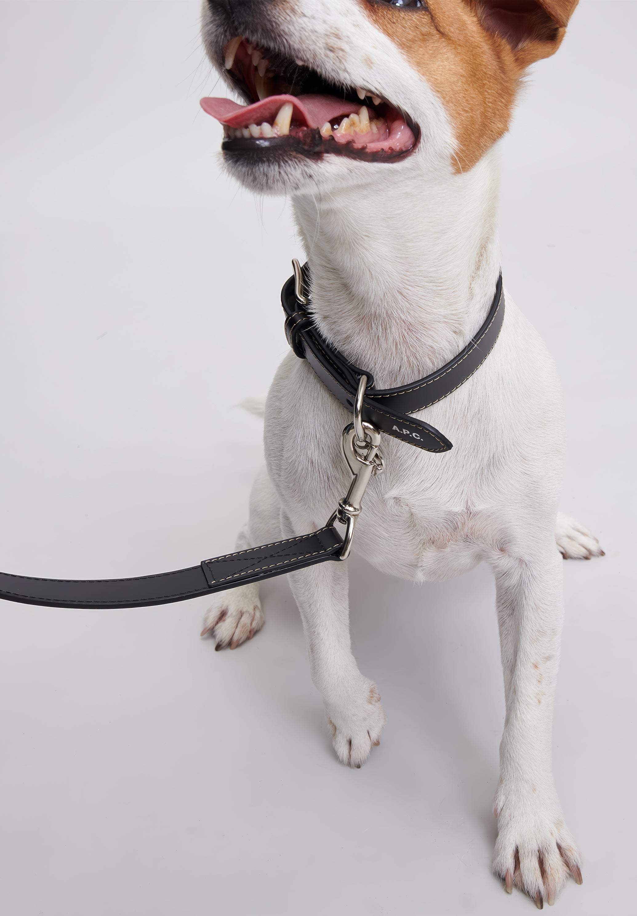 A.P.C. Toutou Hundehalsband Leder Schwarz T1
