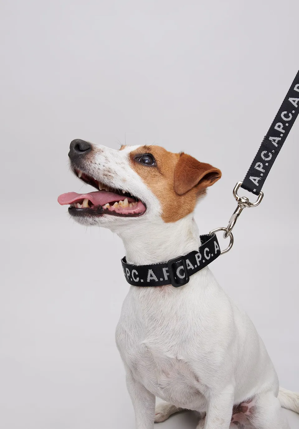 A.P.C. Toutou Logo Hundehalsband Schwarz T1 T2