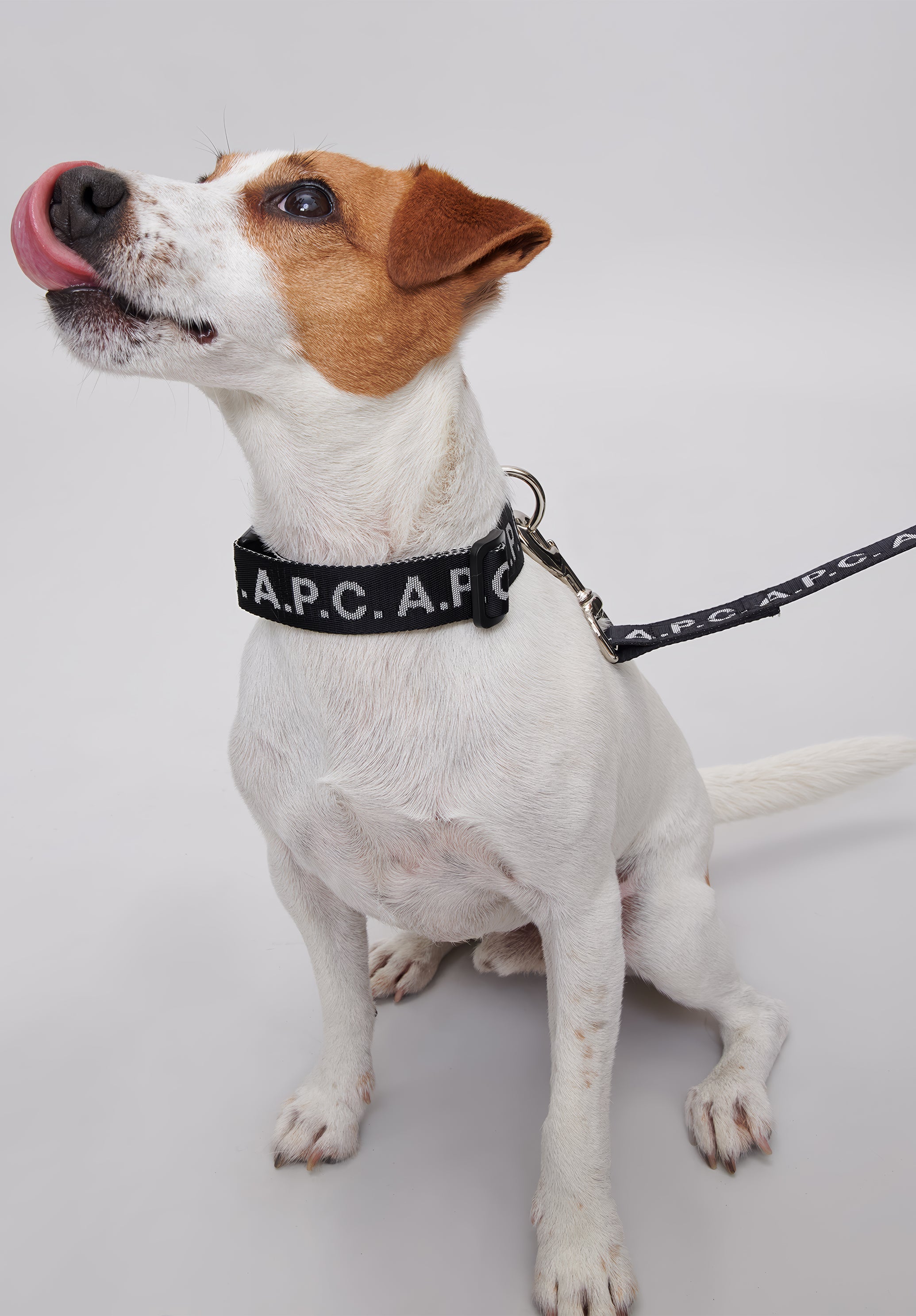 A.P.C. Toutou Hundeleine schwarz TU mit Karabiner