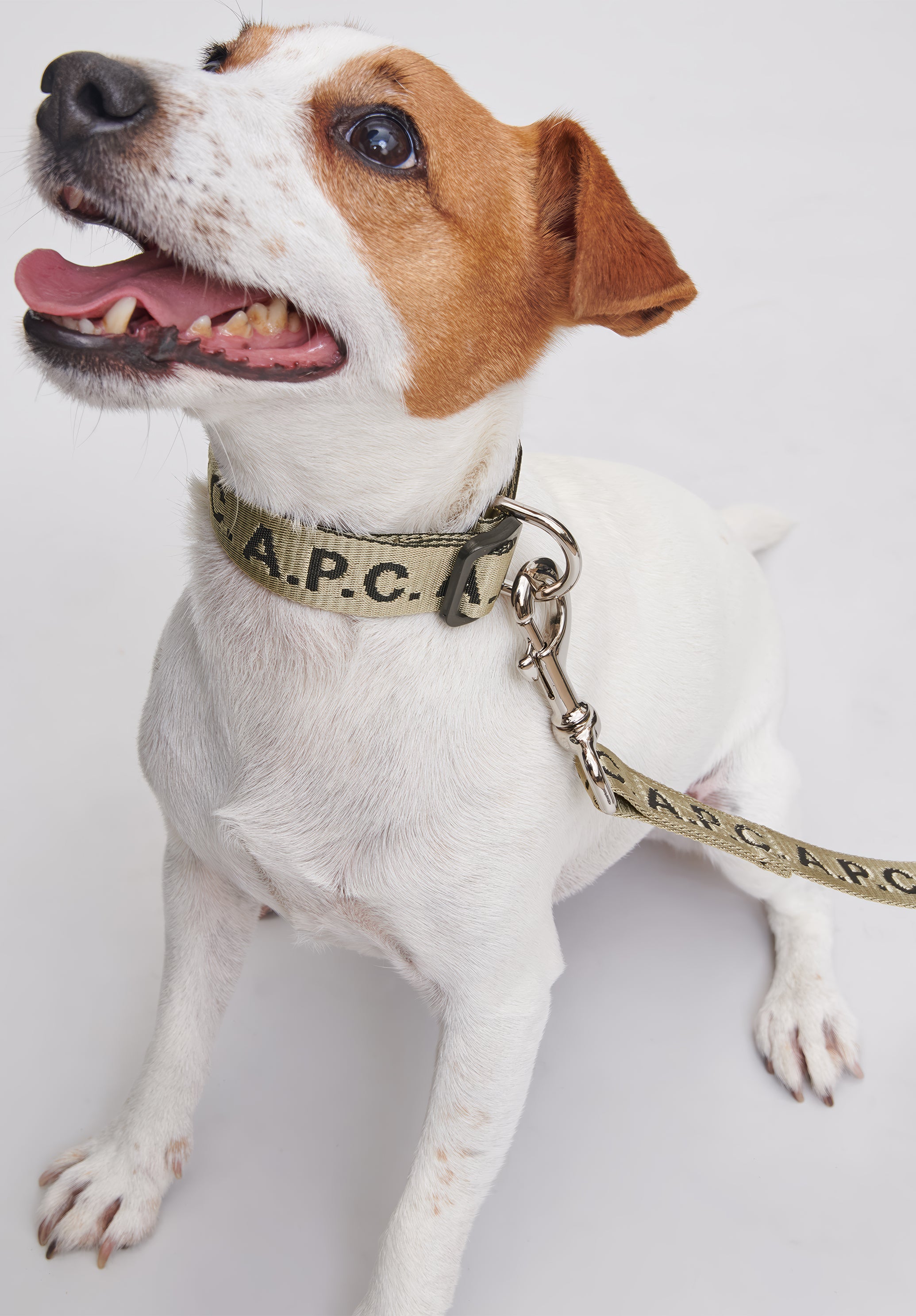 A.P.C. Toutou Logo Hundehalsband Grün Größe T1